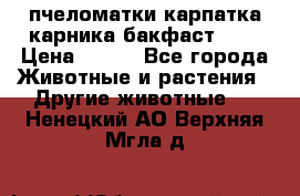 пчеломатки карпатка карника бакфаст F-1 › Цена ­ 800 - Все города Животные и растения » Другие животные   . Ненецкий АО,Верхняя Мгла д.